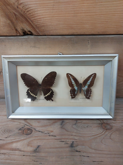 Sommerfugle i ramme